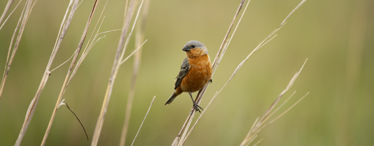 Tawny-Bellied