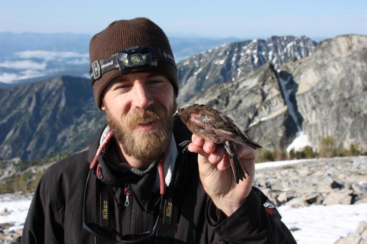 Funk with a Rosy Finch