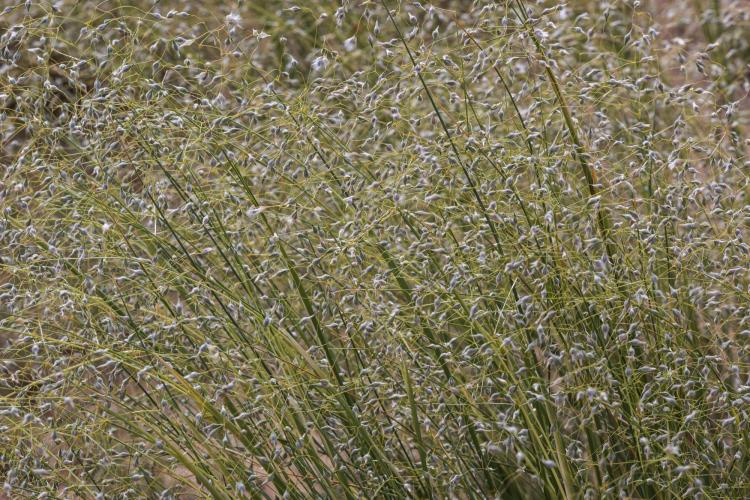 Indian rice seeds