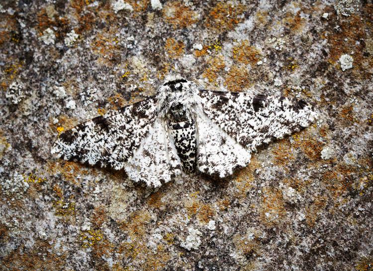 peppered moth