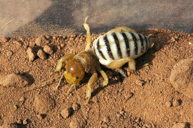 Jerusalem cricket
