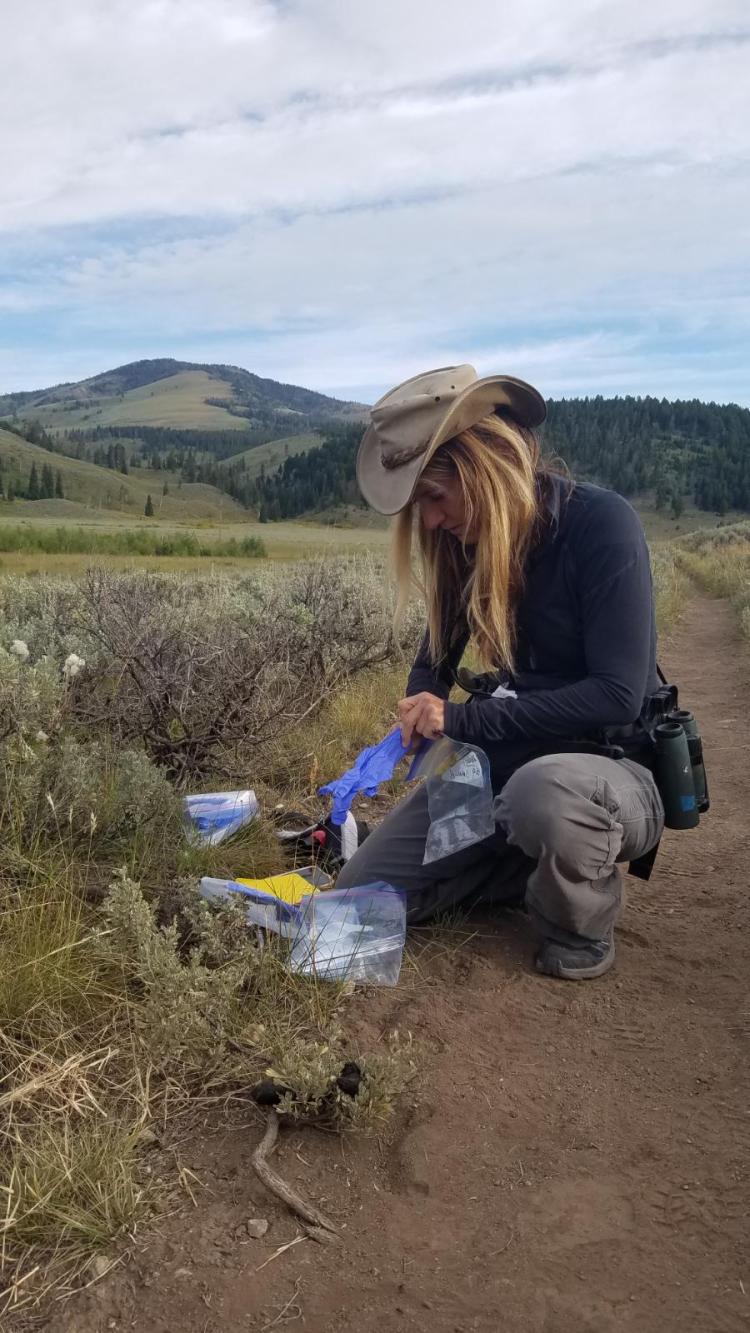 Lambert collecting scat