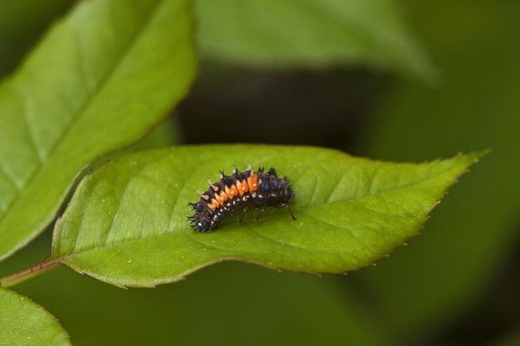 A seven-spotted ladybug lingers in the open without fear of predators