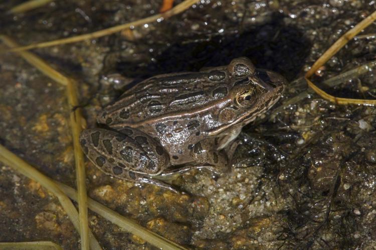Leopard frog brown