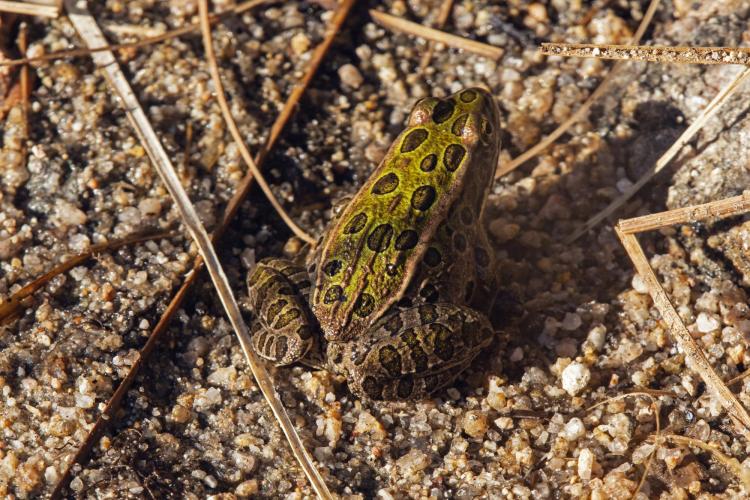 Leopard frog