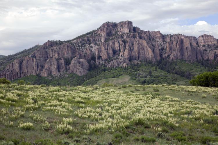 Virtually free of herbivory, locoweed flourishes beneath the needles of Soap Creek.