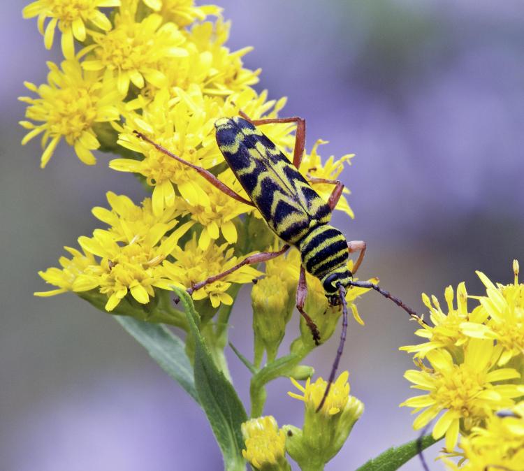locust borer