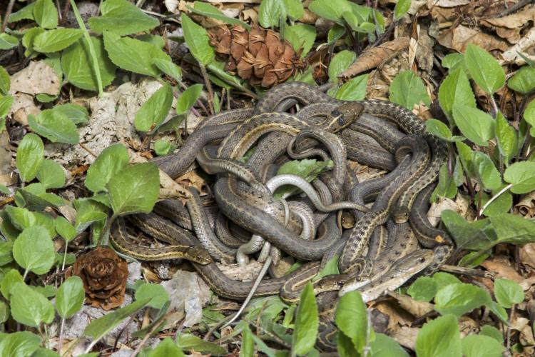 snakes