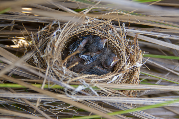 Birds in a small nest