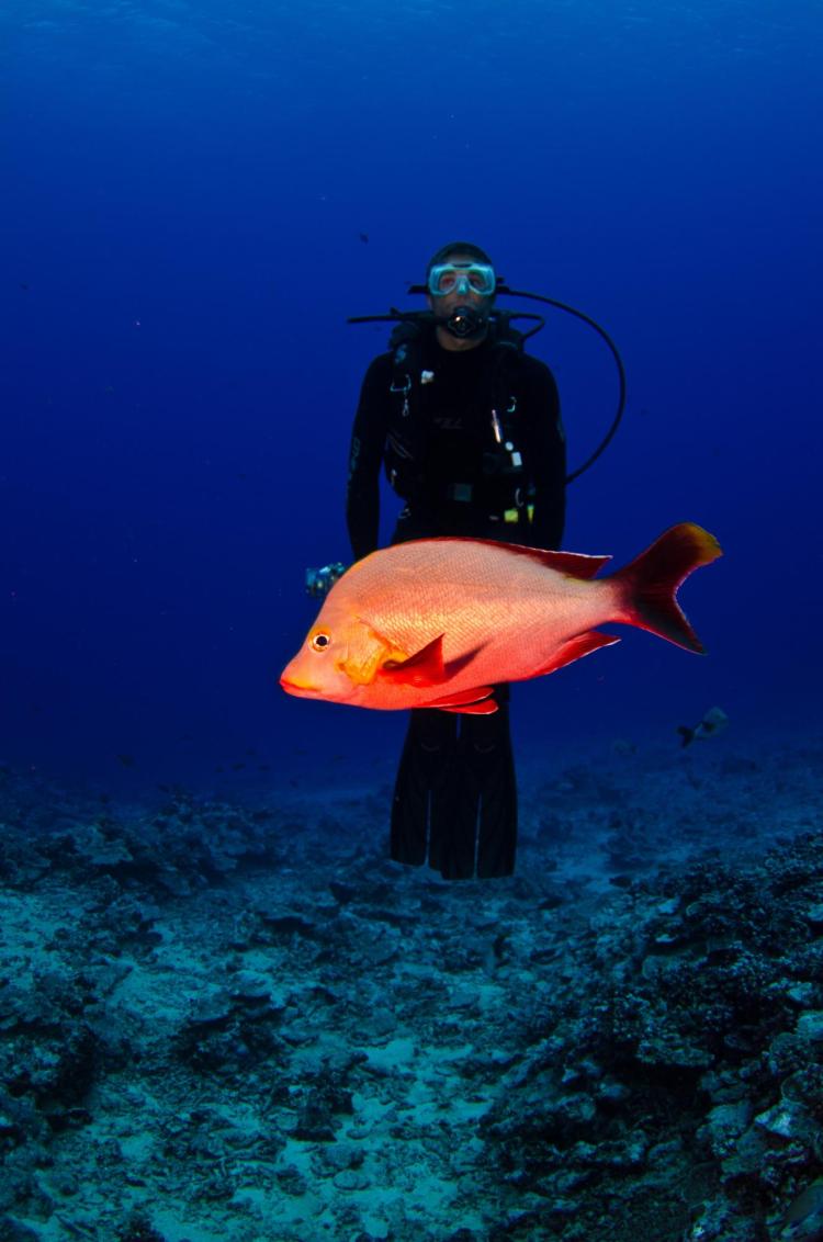 Mike Gil scuba diving with fish.