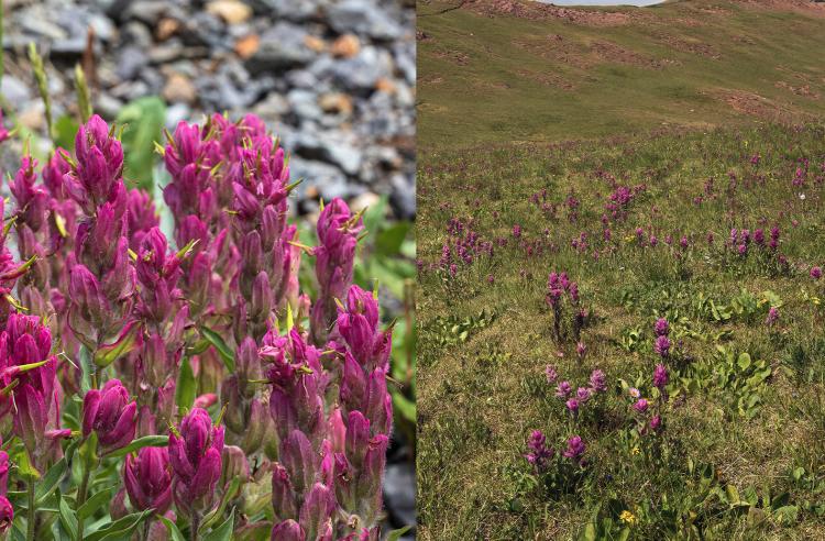 rosy paintbrush, Castilleja rhexifolia