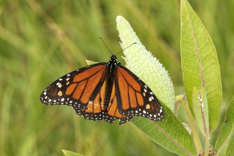 Monarch butterfly