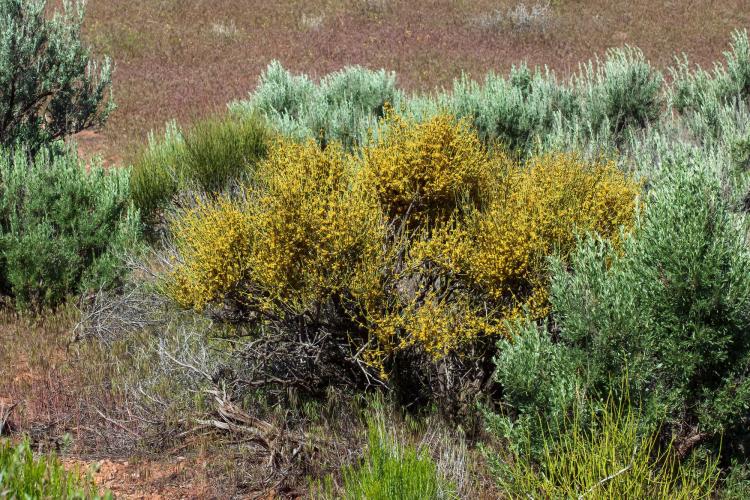 Image of Mormon Tea, Ephedra viridis