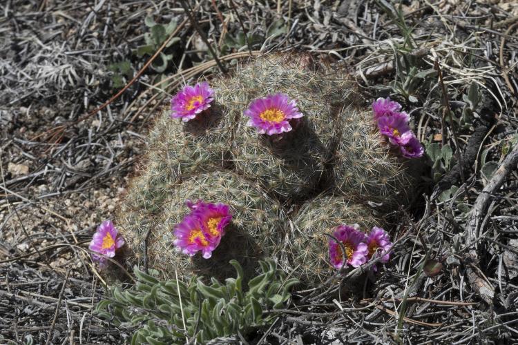Mountain ball cactus blooming with pink flowers