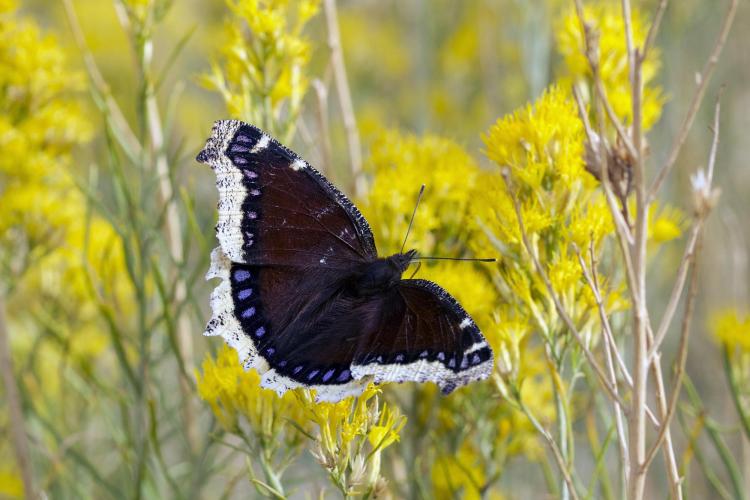 butterfly