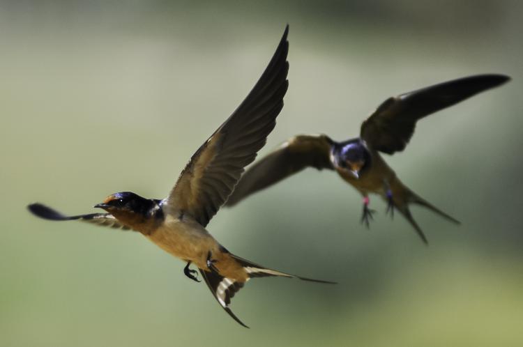 Colorado barn swallow pair in flight. Photo by Matthew R Wilkins.