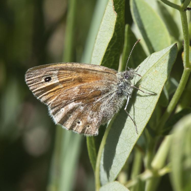 Common ringlet spots