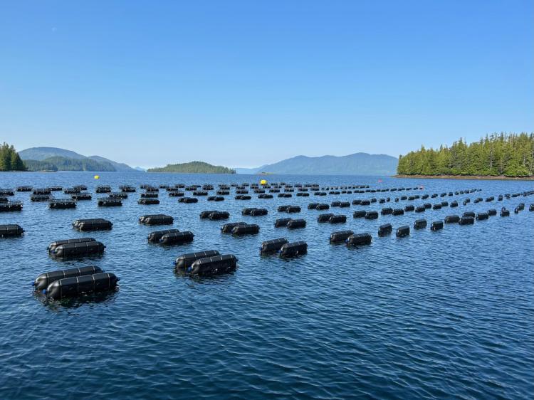 Alaska oyster farm