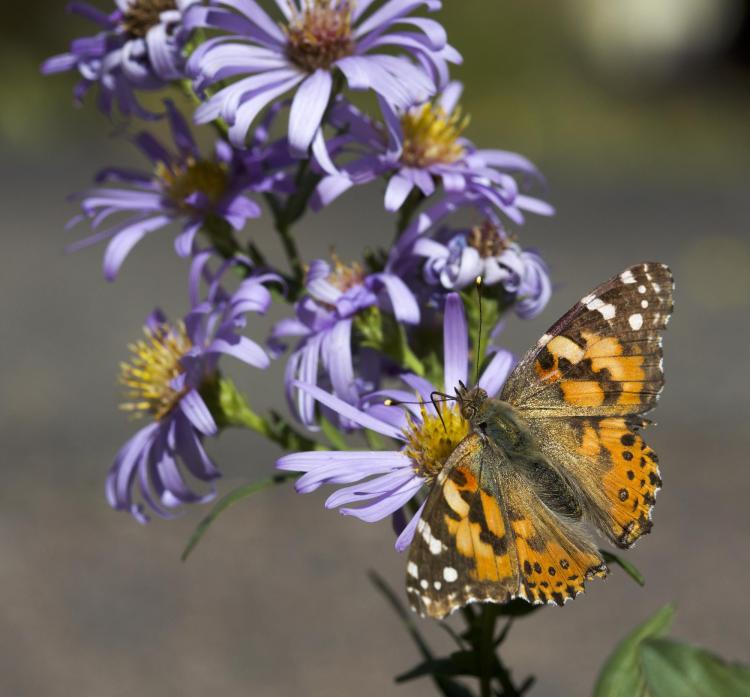 Painted lady image