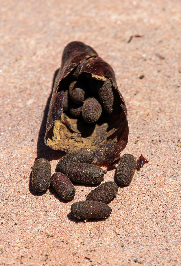 Parasite pupae