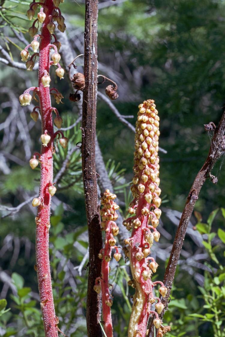 Pinedrops