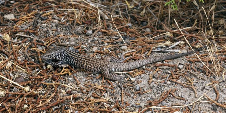 Plateau Tiger Whiptail