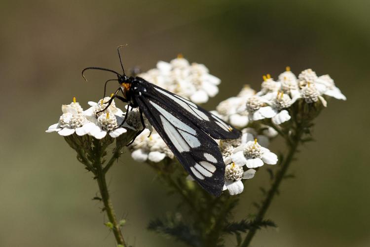 Police car moths have warning coloration to deter visual predators and ultrasonic signals to deter bats