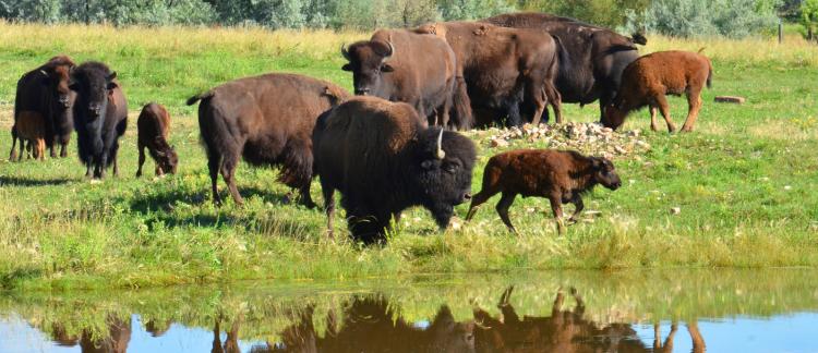 Buffalo