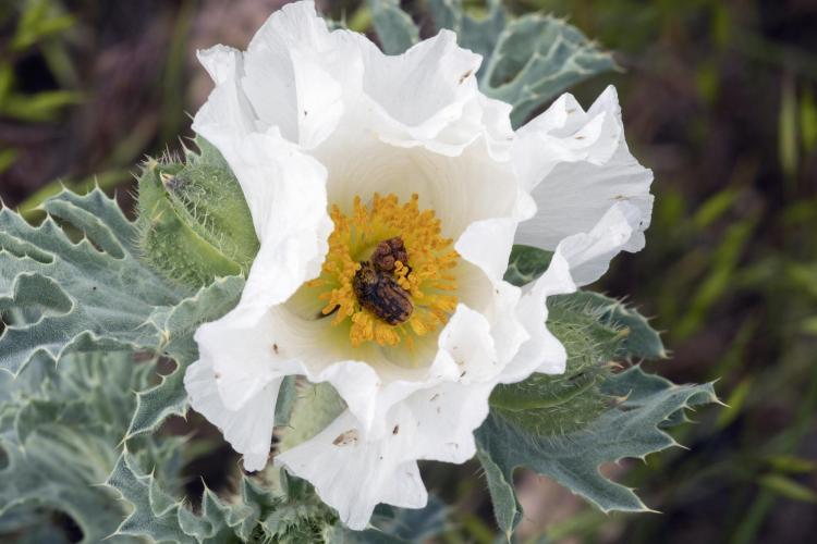 A scarab beetle harvests pollen from a prickly poppy