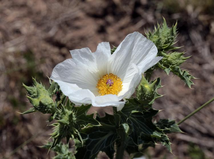 A scarab beetle harvests pollen from a prickly poppy