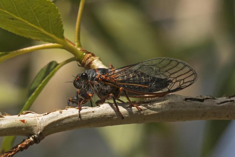 A Putnam's cicada calls from a cottonwood twig cut numerous times to insert eggs below the bark