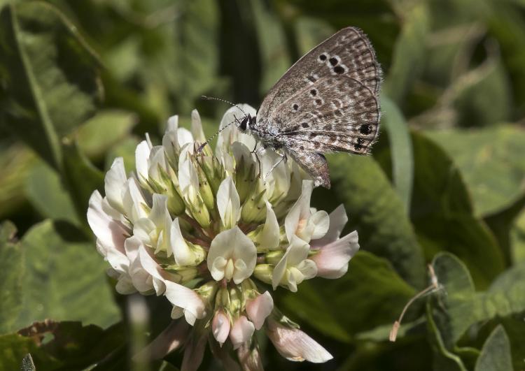 A Reakirt's blue oviposits on a clover blossom