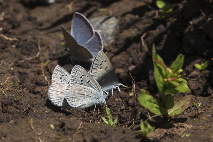A Reakirt's blue oviposits on a clover blossom
