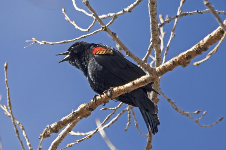 Red-Winged blackbird