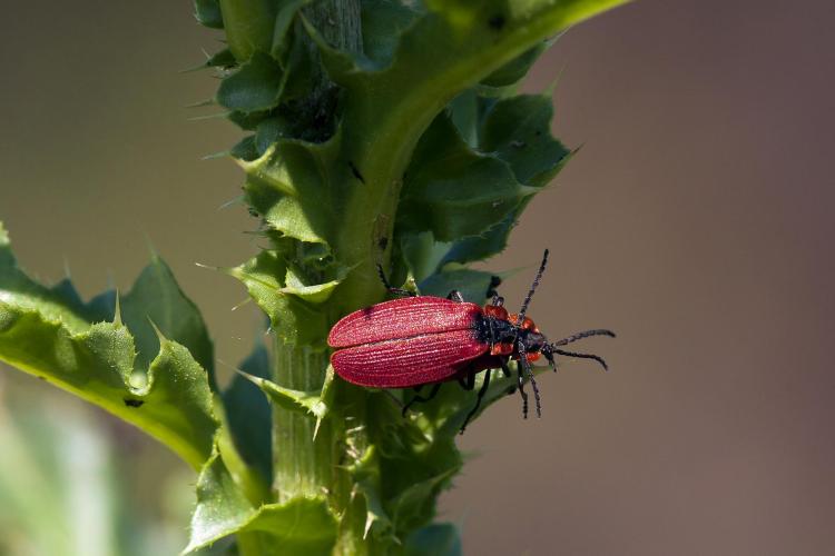 A red net-wing beetle rides a slender stem in the breeze, indifferent to the people walking by.