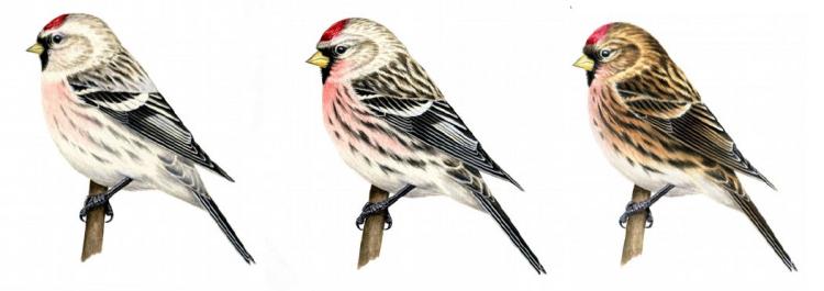 The different Redpoll Species