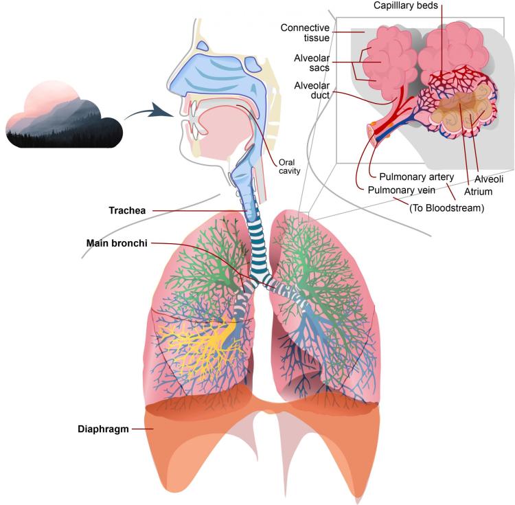 Illustration of the Respiratory System