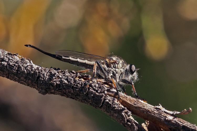 Tobberfly TOW