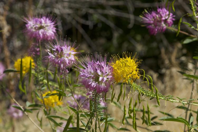 Bee plant