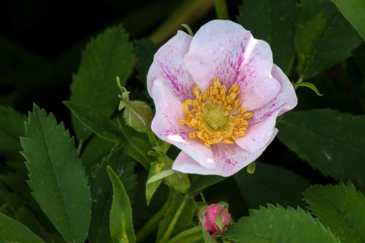 Rose in bloom from Chatauqua meadow.