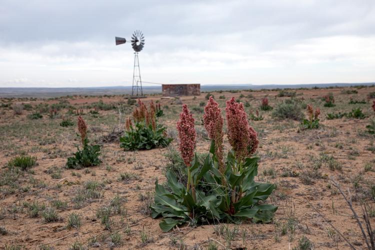 Rumex crispus plants and a windmill