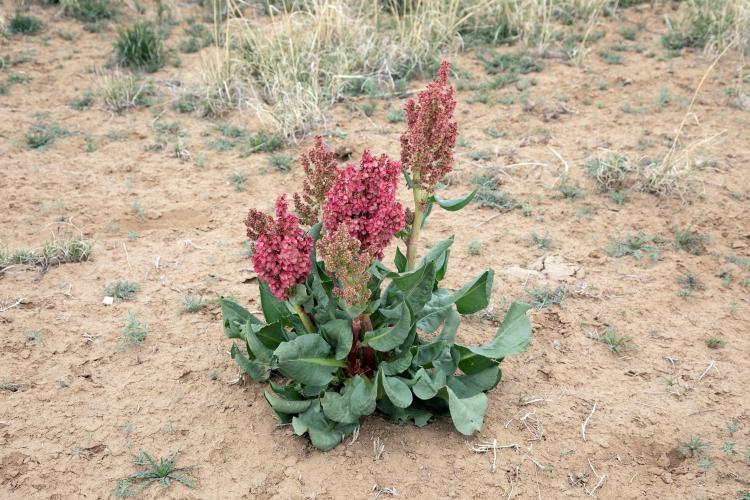 Rumex crispus plant