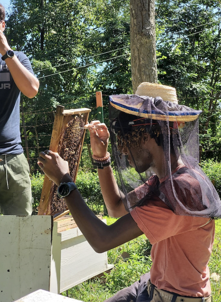 Dr. Sammy R. working with bee hive