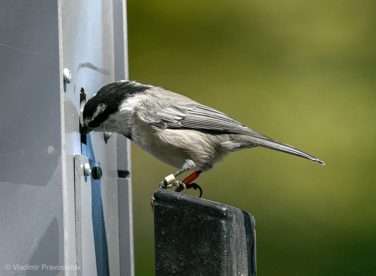 A chickadee finding food it has stored away.