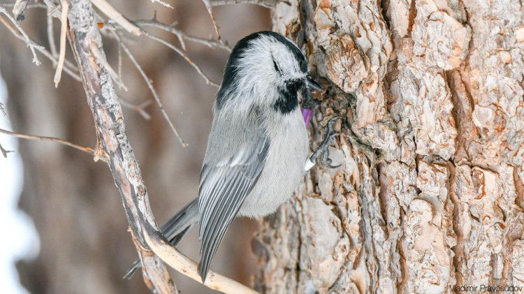 A chickadee looking for food.
