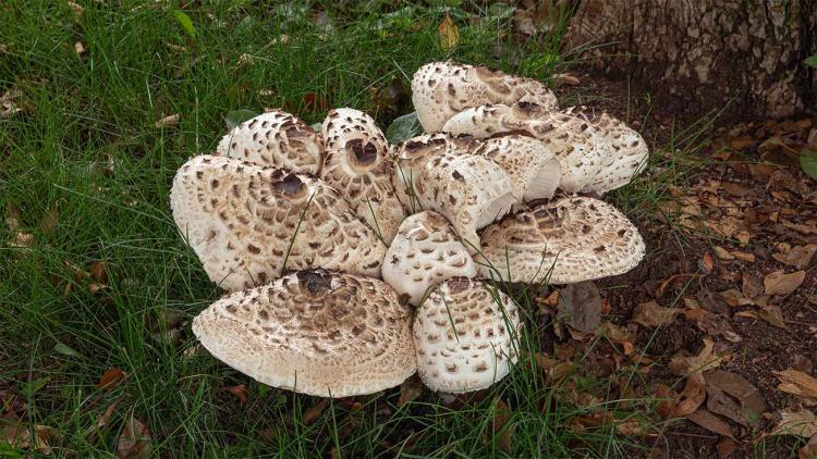 shaggy parasol
