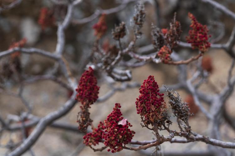 Smooth Sumac Berries
