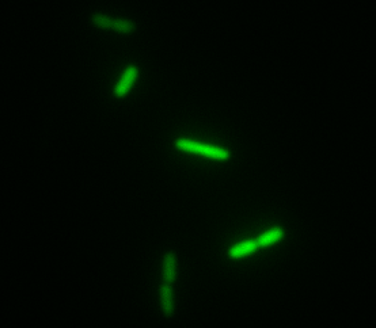 Bacteria expressing calcium sensor