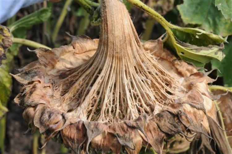 white mold on sunflower head
