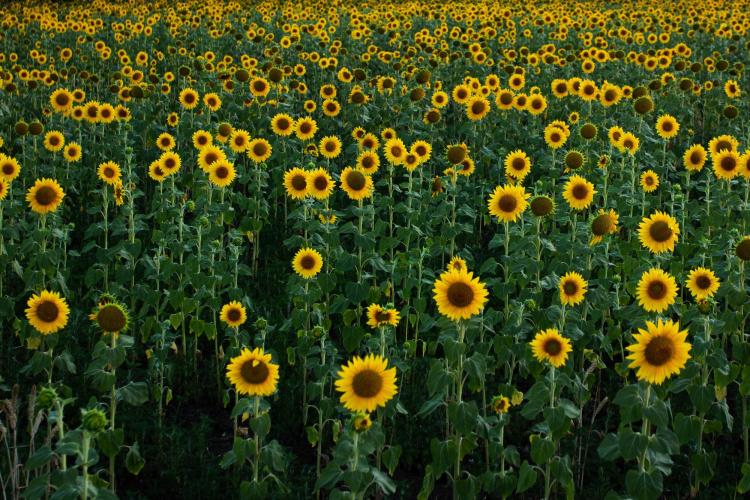 field of yellow sunflowers